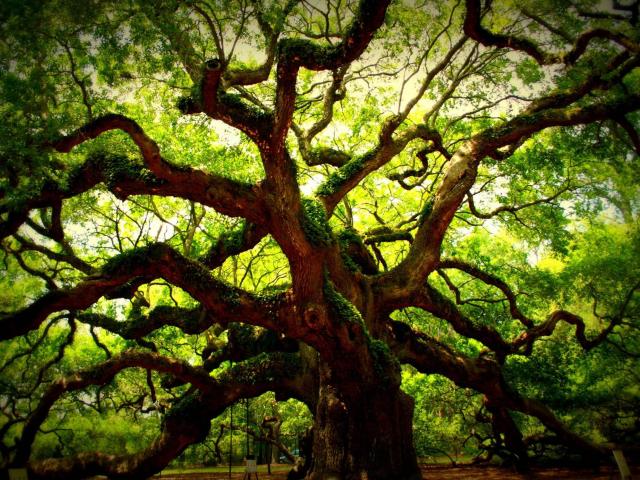 Angel Oak Tree Wallpapers