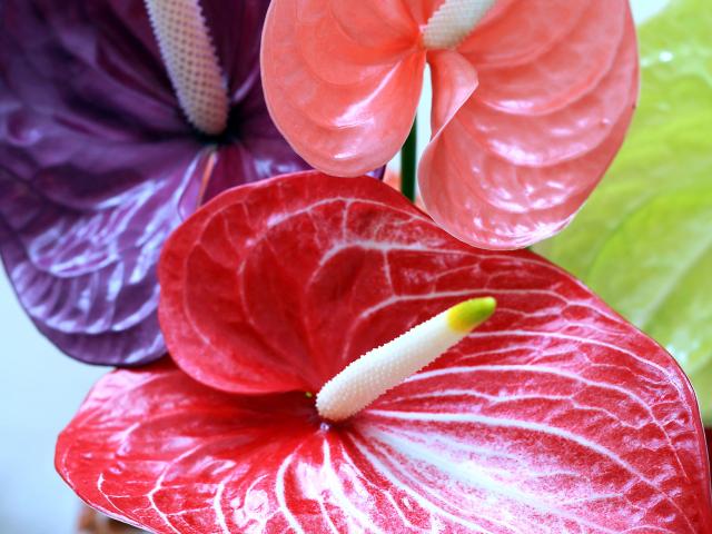 Anthurium Wallpapers