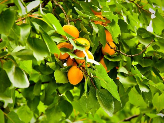 Apricot Tree Wallpapers