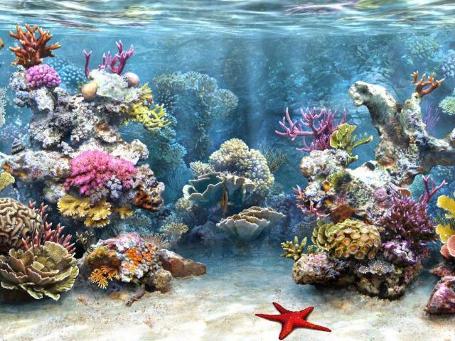 Aquarium Wallpapers